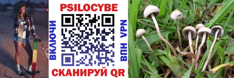 сайты даркнета телеграм  Химки  Галлюциногенные грибы Psilocybe 